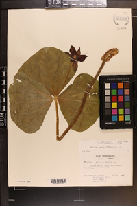 Trillium sulcatum image