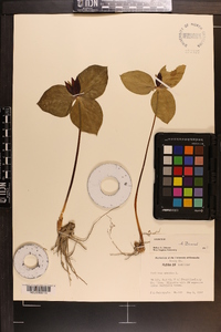 Trillium sessile image