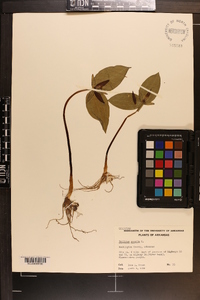 Trillium sessile image