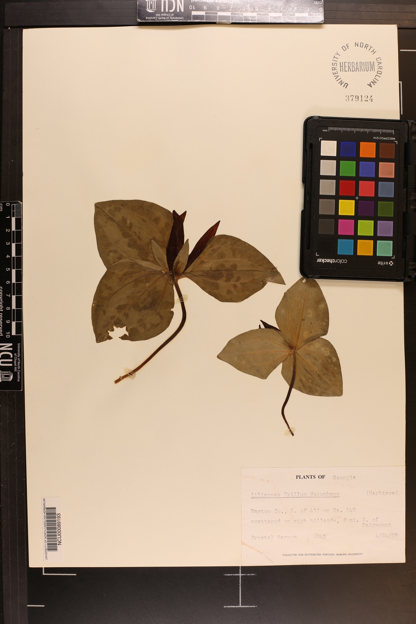 Trillium decumbens image