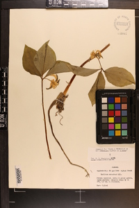 Trillium catesbaei image