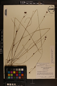 Rhynchospora filifolia image