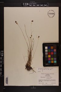 Rhynchospora filifolia image