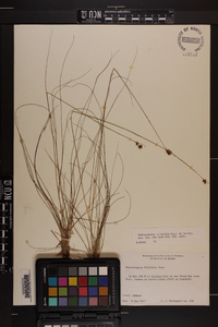 Rhynchospora filifolia image