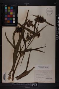 Tradescantia ohiensis image