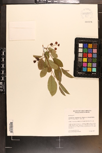 Amelanchier canadensis image