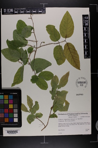 Lonicera canadensis image