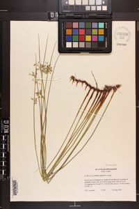 Juncus gymnocarpus image