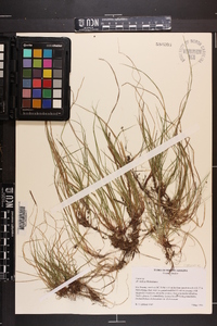 Carex austrodeflexa image