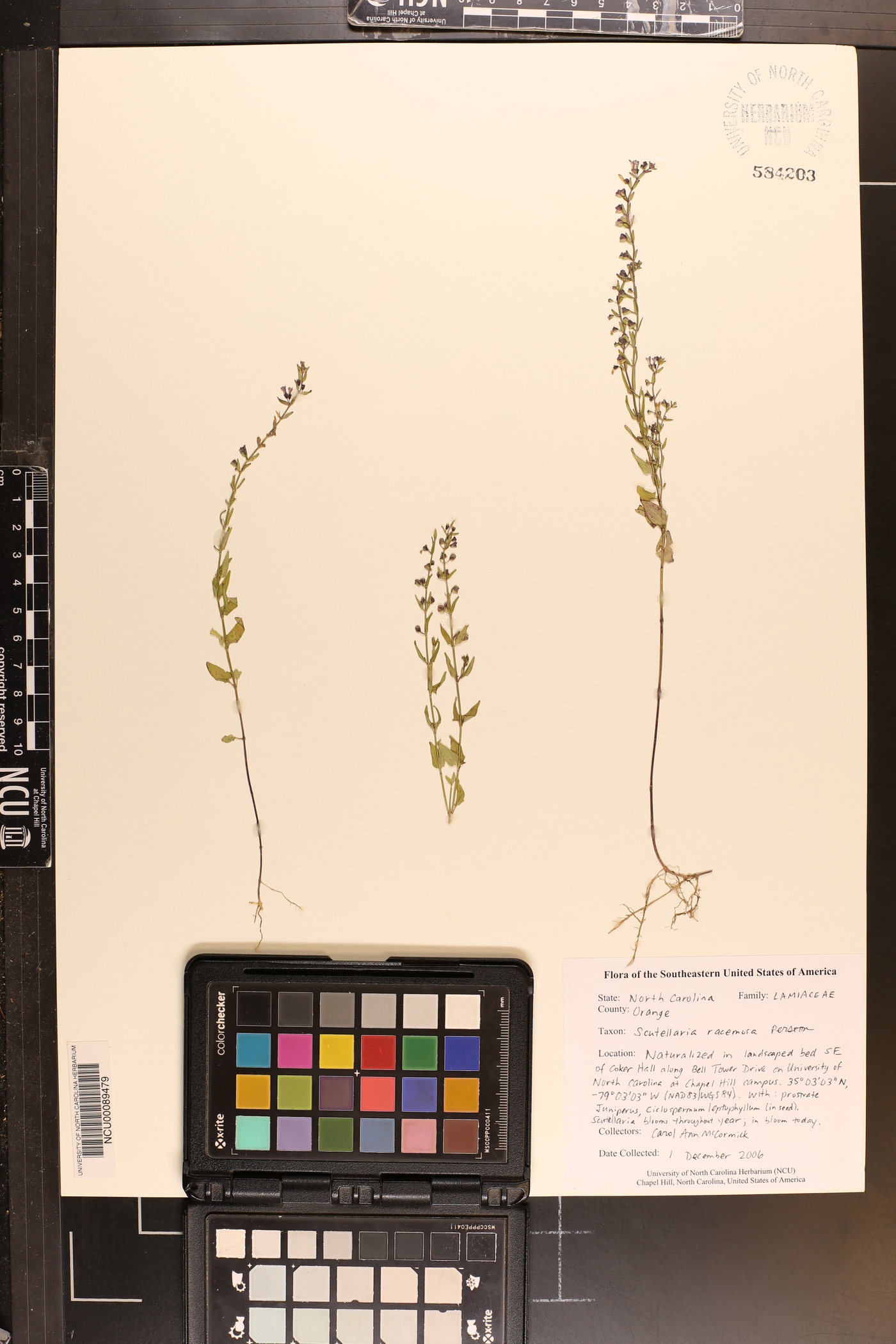 Scutellaria racemosa image