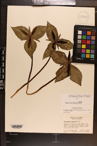 Trillium cuneatum image