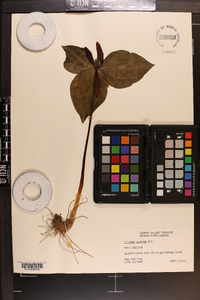 Trillium cuneatum image