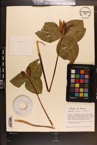 Trillium cuneatum image