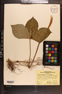 Trillium cuneatum var. cuneatum image