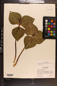 Trillium cuneatum image