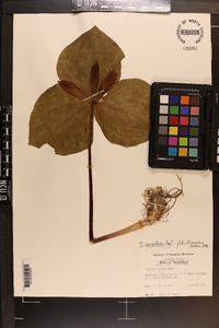 Trillium cuneatum image