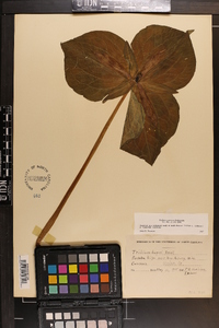 Trillium cuneatum image