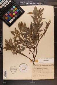 Salix sericea image