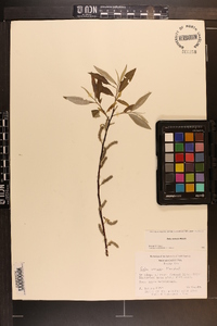 Salix sericea image