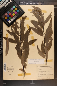 Salix sericea image