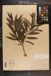 Salix sericea image