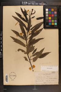 Salix sericea image
