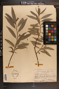 Salix sericea image