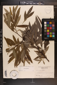 Salix sericea image