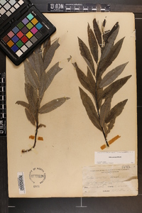 Salix sericea image