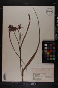 Tradescantia ohiensis image