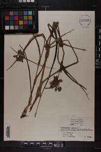 Tradescantia ohiensis image