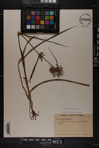 Tradescantia ohiensis image