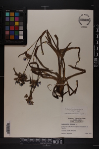 Tradescantia ohiensis image