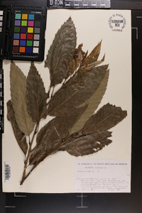 Quercus variabilis image