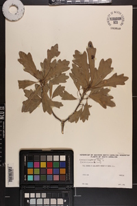 Quercus x comptoniae image