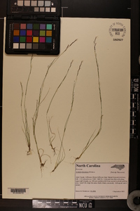 Aristida dichotoma var. dichotoma image