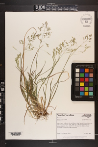 Poa cuspidata image