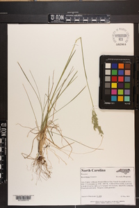 Poa pratensis subsp. pratensis image