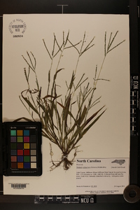 Digitaria ischaemum image