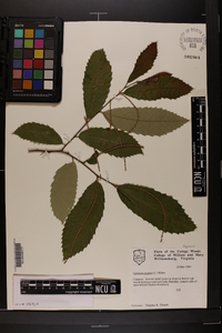 Castanea pumila var. pumila image