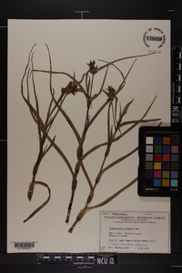 Tradescantia ohiensis image