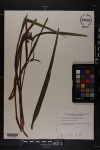 Tradescantia ohiensis image