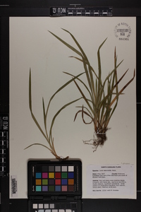 Carex abscondita image