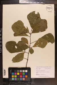 Quercus arkansana image