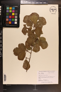 Quercus arkansana image