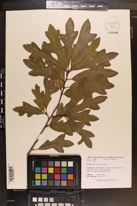 Quercus austrina image