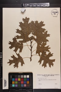 Quercus shumardii image