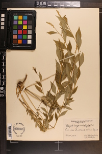 Polygala senega image