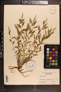 Polygala senega image