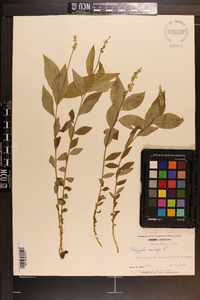 Polygala senega image